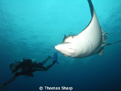 Spotted Eagle Ray at Hol Chan Marine Park by Thomas Sharp 